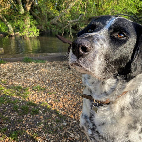 English Pointer