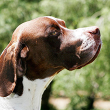 English pointer