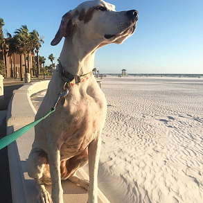 English Pointer