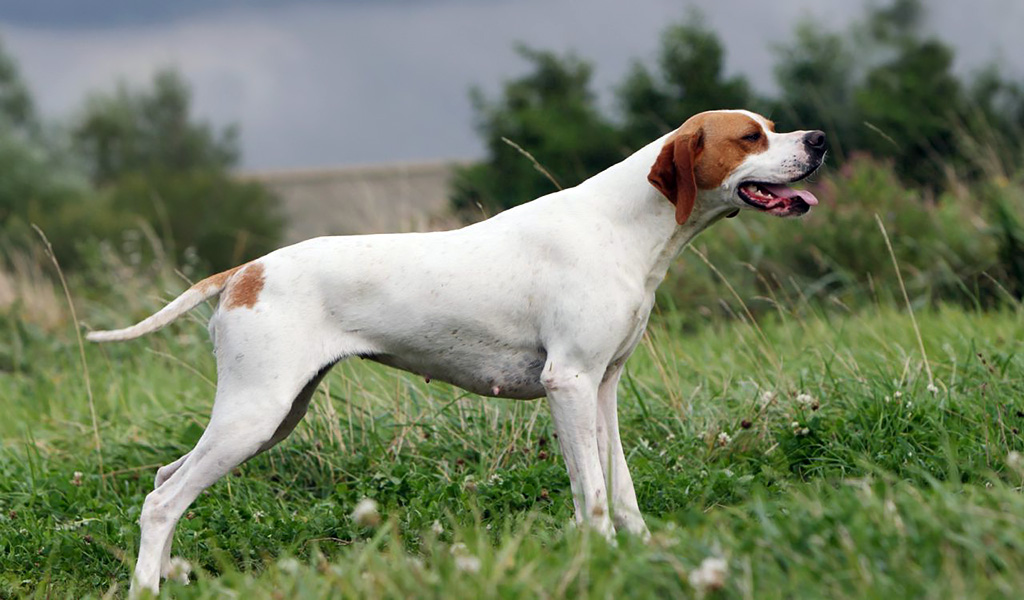 English Pointer