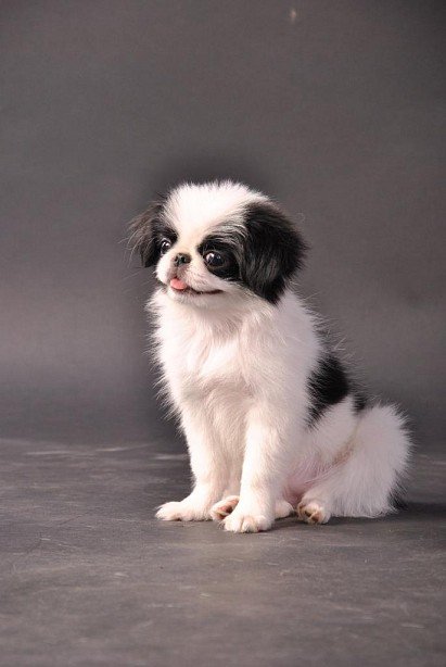 Japanese Chin puppy