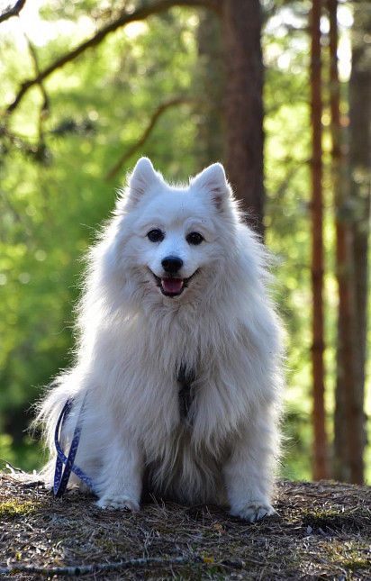 Japanese Spitz