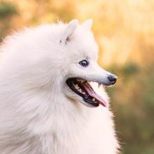 Japanese Pomeranian