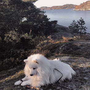 Japanese Spitz