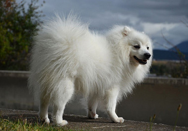 Japanese Spitz