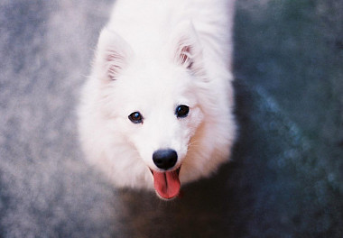 Japanese Spitz