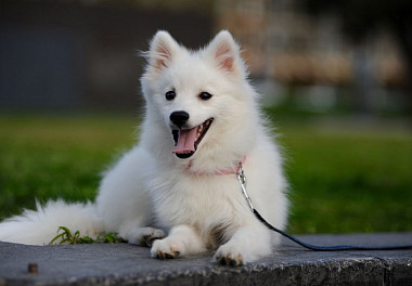 Japanese Spitz