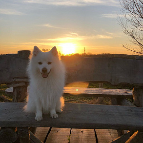 Japanese Spitz