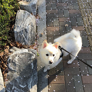 Japanese Spitz