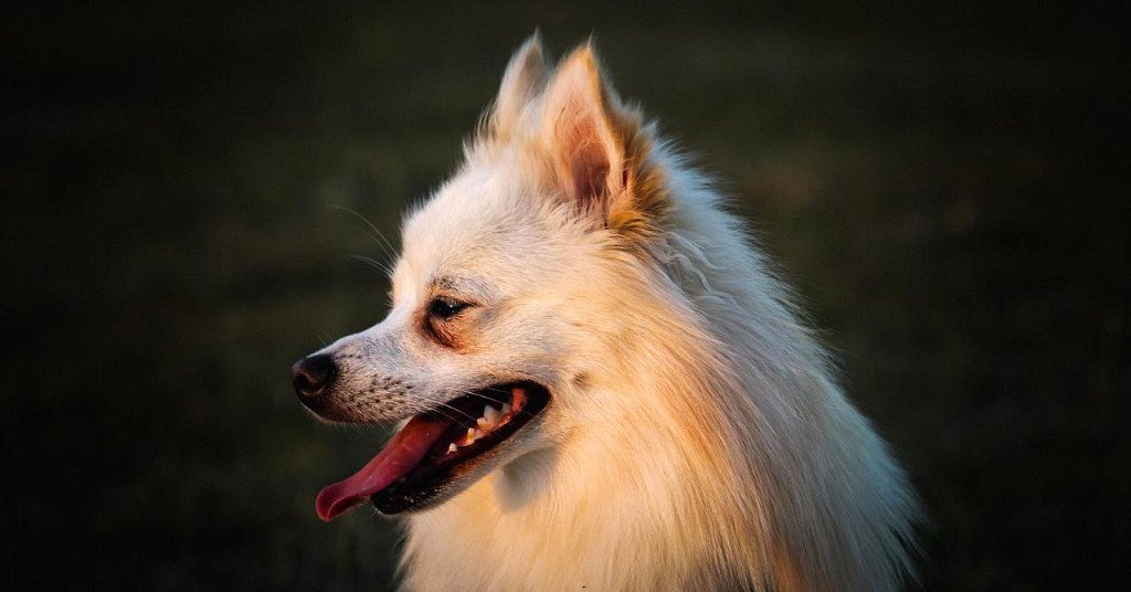 Japanese Spitz Puppy Muzzle