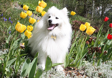 Japanese Spitz