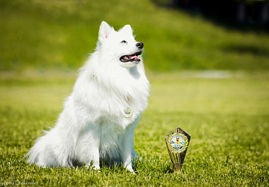 Japanese Spitz