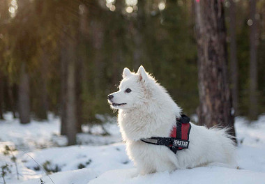 Japanese Spitz