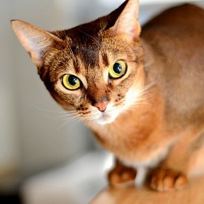 Abyssinian cat