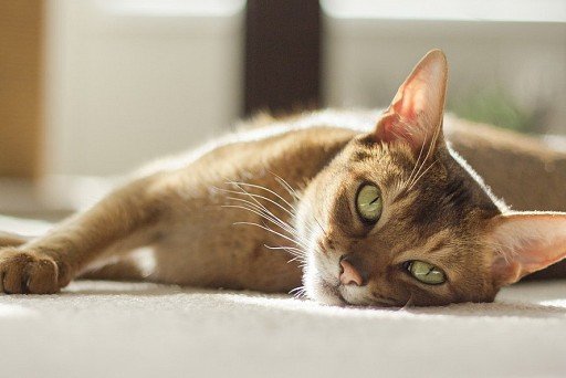 Abyssinian cat