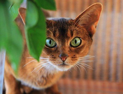 Abyssinian cat muzzle