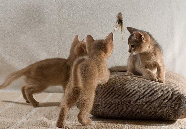 Abyssinian cat