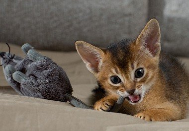 Abyssinian cat