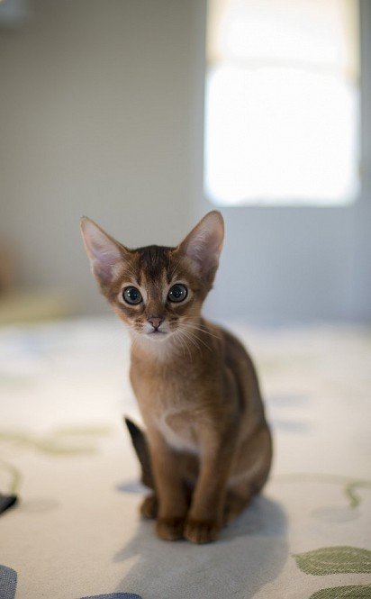 Abyssinian cat kitten