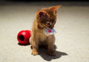 Abyssinian cat