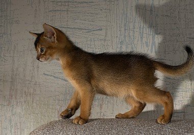 Abyssinian cat