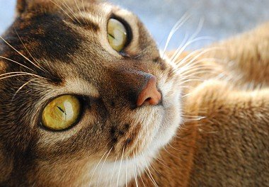 Abyssinian cat