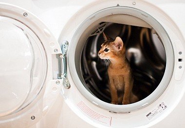 Abyssinian cat