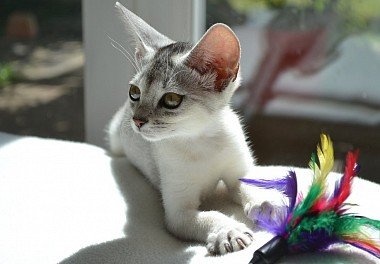 Abyssinian cat