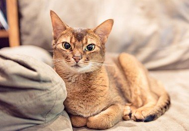 Abyssinian cat