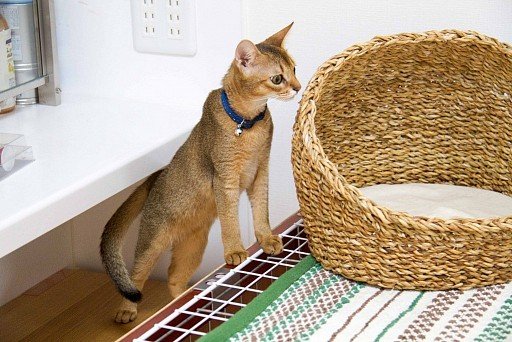 Abyssinian cat