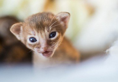 Abyssinian cat