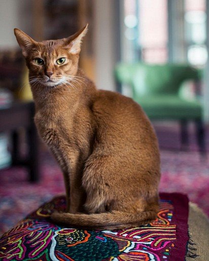 Abyssinian cat