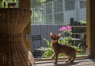 Abyssinian cat