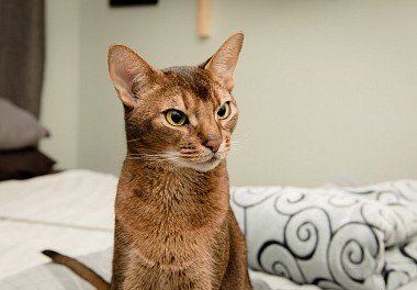 Abyssinian cat