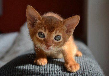 Abyssinian cat