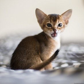 Abyssinian cat