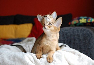 Abyssinian cat