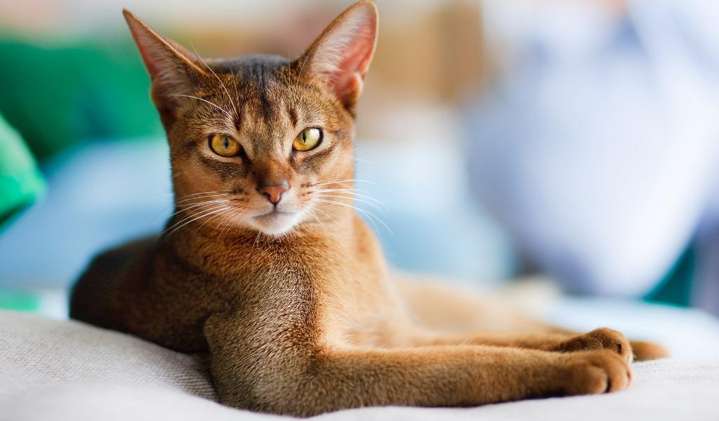 Abyssinian cat