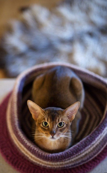 Abyssinian