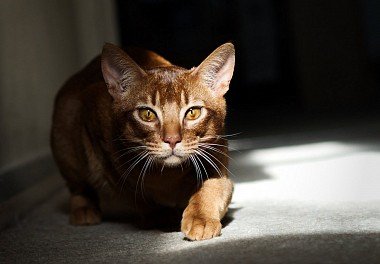 Abyssinian cat