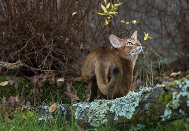 Abyssinian cat