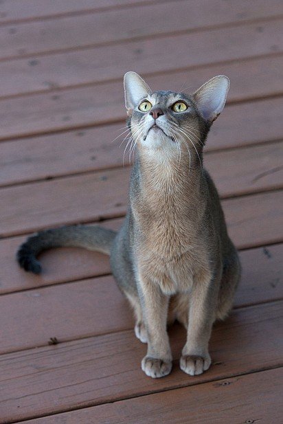 Blue-colored Abyssinian cat