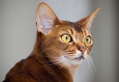 Abyssinian cat