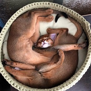 Abyssinian cat