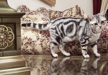 American Shorthair Cat