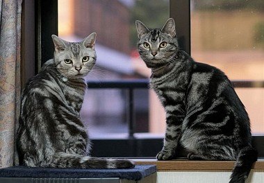 American Shorthair Cat