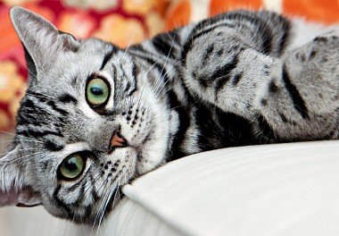 American Shorthair Cat