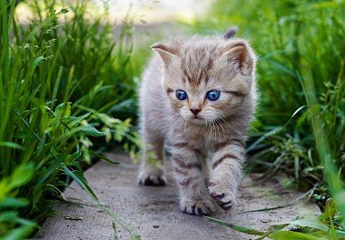 American Shorthaired Cat