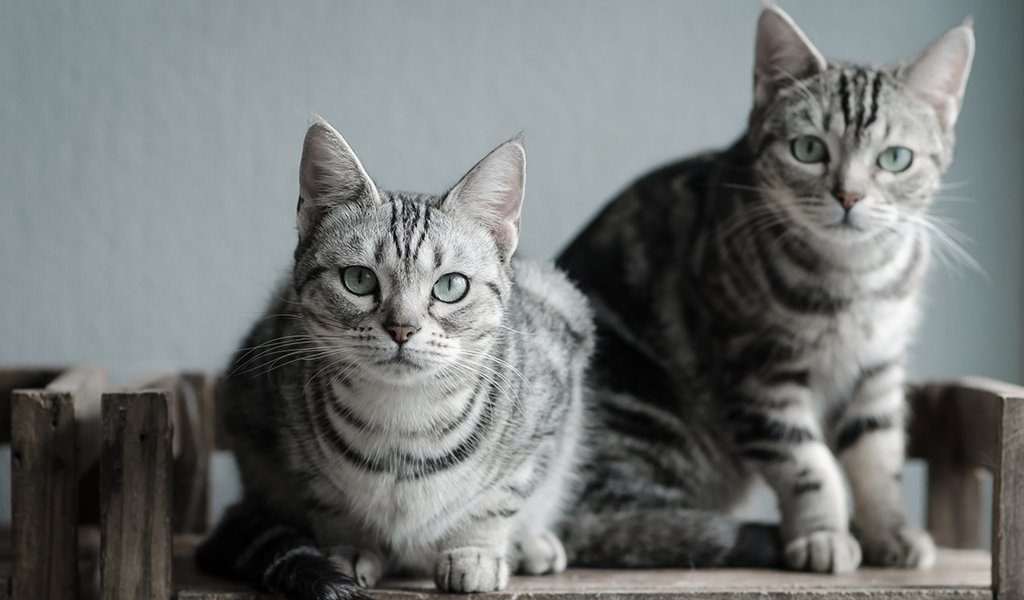 American Shorthair Cat