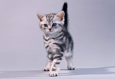 American Shorthair Cat